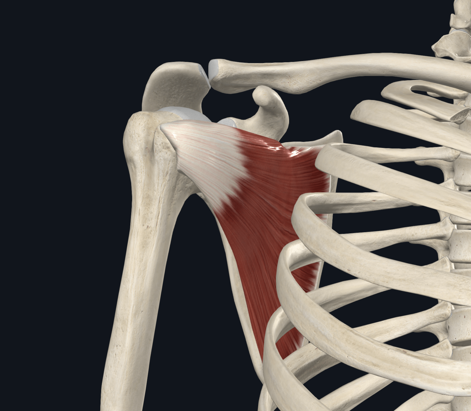 Muscle sous-scapulaire de face